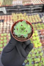 Sempervivum Sir William Lawrence