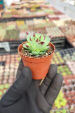 Sempervivum Sir William Lawrence - Görsel 2