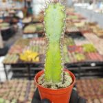 Pılosocereus Pachycladus