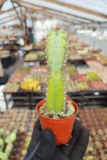 Pılosocereus Pachycladus