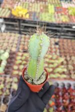 Pılosocereus Pachycladus - Görsel 2