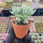 Crassula Mesembrianthoides Subsp. Hispida