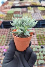 Crassula Mesembrianthoides Subsp. Hispida