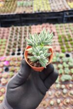Crassula Mesembrianthoides Subsp. Hispida - Görsel 2