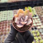 Echeveria fred ives