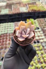 Echeveria fred ives