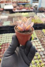 Echeveria fred ives - Görsel 2