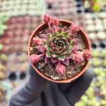Sempervivum Red Coral