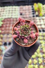 Sempervivum Red Coral