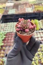 Sempervivum Red Coral - Görsel 2