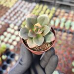 Echeveria Chroma Sukulent