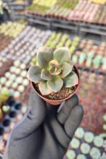 Echeveria Chroma Sukulent