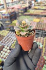 Echeveria Chroma Sukulent - Görsel 2