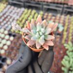 Graptosedum francesco baldi