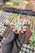 Graptosedum francesco baldi