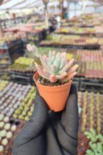 Graptosedum francesco baldi - Görsel 2