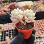 Echeveria Tutibans Sukulent
