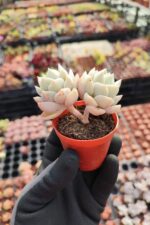Echeveria Tutibans Sukulent