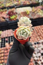 Echeveria Tutibans Sukulent - Görsel 2