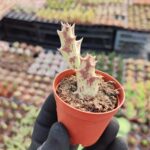 Caralluma melanantha