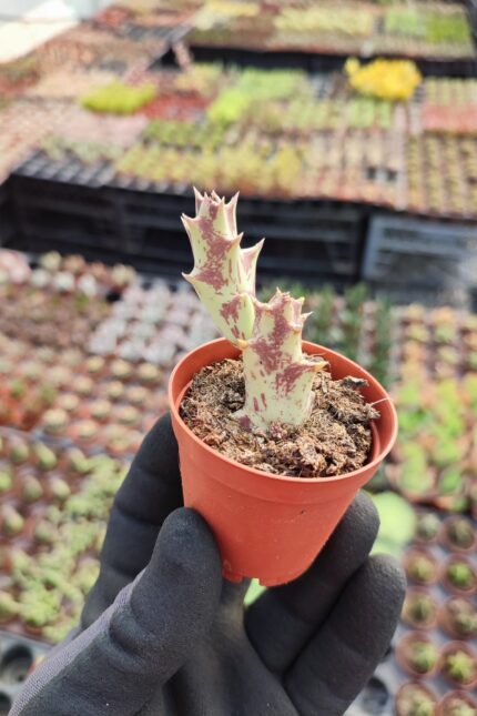 Caralluma melanantha