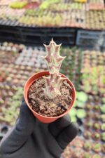 Caralluma melanantha - Görsel 2