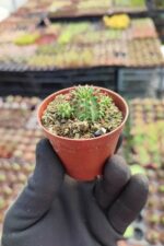 Euphorbia Suzanne - Görsel 2