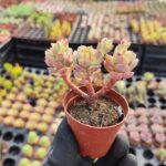 Echeveria victor Sukulent