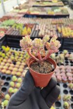 Echeveria victor Sukulent