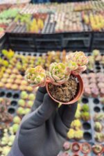Echeveria victor Sukulent - Görsel 2
