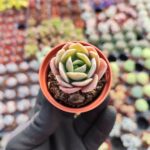Echeveria greenprince