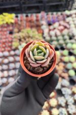 Echeveria greenprince