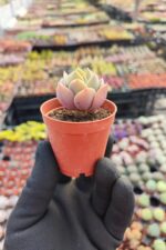 Echeveria greenprince - Görsel 2
