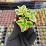 Crassula sarmentosa Variegata (Sarkan Tür)