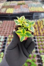 Crassula sarmentosa Variegata (Sarkan Tür)