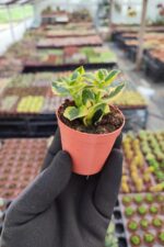 Crassula sarmentosa Variegata (Sarkan Tür) - Görsel 2