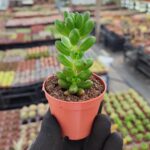 Sedum Rubrotinctum jelybean
