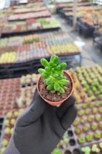 Sedum Rubrotinctum jelybean - Görsel 2