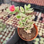 Aptenia cordifolia variegata - Buz Çiçeği
