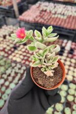 Aptenia cordifolia variegata - Buz Çiçeği