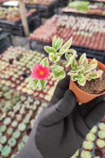 Aptenia cordifolia variegata - Buz Çiçeği - Görsel 2