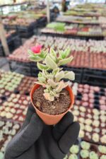 Aptenia cordifolia variegata - Buz Çiçeği - Görsel 3