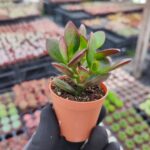 Crassula ovata