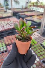 Crassula ovata