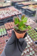 Crassula ovata - Görsel 2