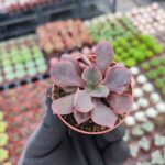 Echeveria painted frills