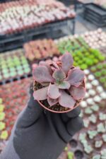 Echeveria painted frills