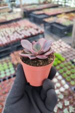 Echeveria painted frills - Görsel 2