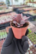Echeveria painted frills - Görsel 3