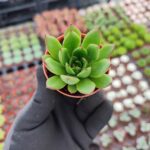 Agavoides Christmas